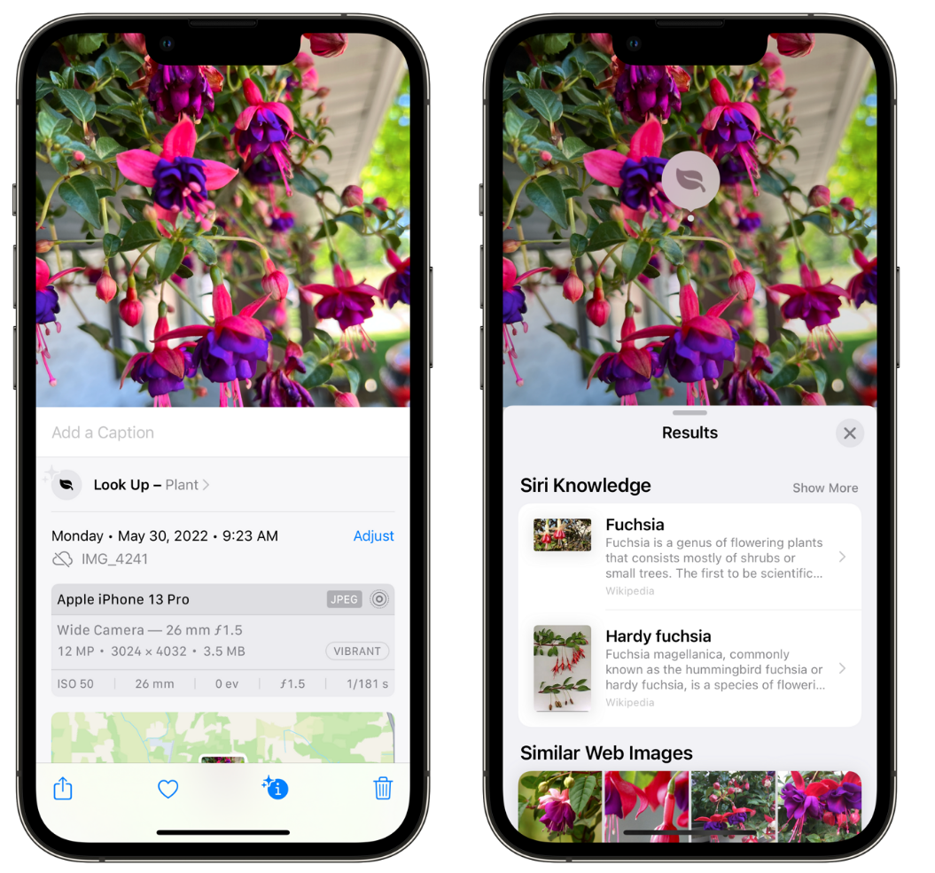 静海苹果手机维修分享小技巧：使用 iPhone 相机识别花卉植物 
